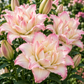 Bulbi de Crini „Roselily Anouska” 2 buc – bulbi de flori | Regatul Plantelor
