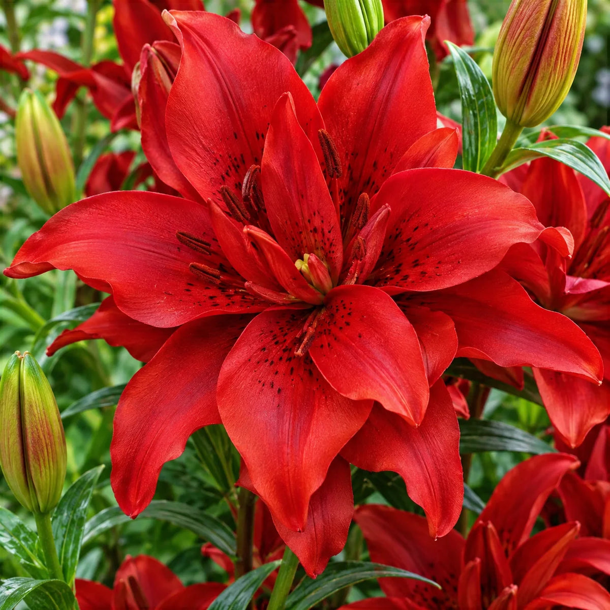 Bulbi de Crini „Red County” 2 buc – bulbi de flori | Regatul Plantelor