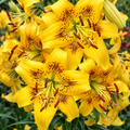 Bulbi de Crini „Yellow Bruse” 2 buc – bulbi de flori