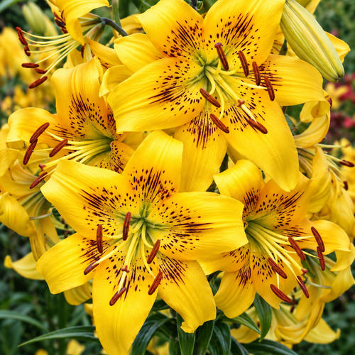 Bulbi de Crini „Yellow Bruse” 2 buc – bulbi de flori