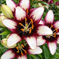 Bulbi de Crini „Black Eye” 2 buc – bulbi de flori | Regatul Plantelor