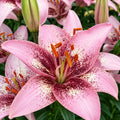 Bulbi de Crini „Pink Pixels” 2 buc – bulbi de flori | Regatul Plantelor