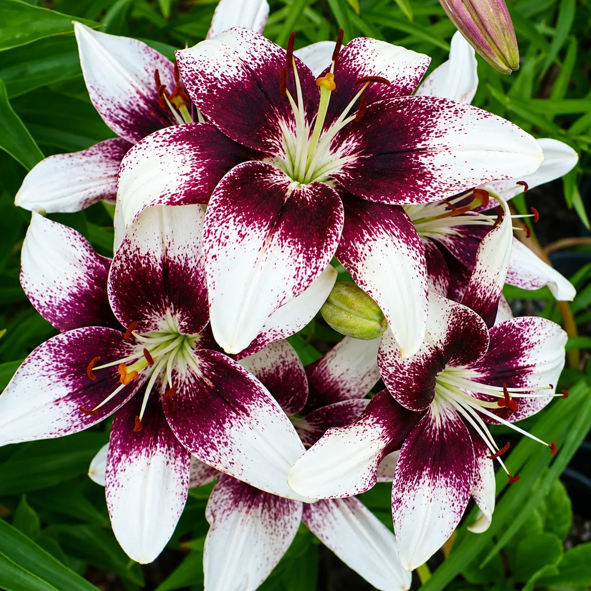 Bulbi de Crini „Capuchino” 2 buc – bulbi de flori | Regatul Plantelor