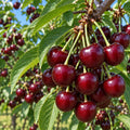 Vișin „Crișana” – pom fructifer | Regatul Plantelor