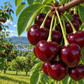 Cireș „Uriaș de Bistrita” – pom fructifer | Regatul Plantelor
