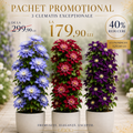 Pachet 3 Clematis la Ghiveci