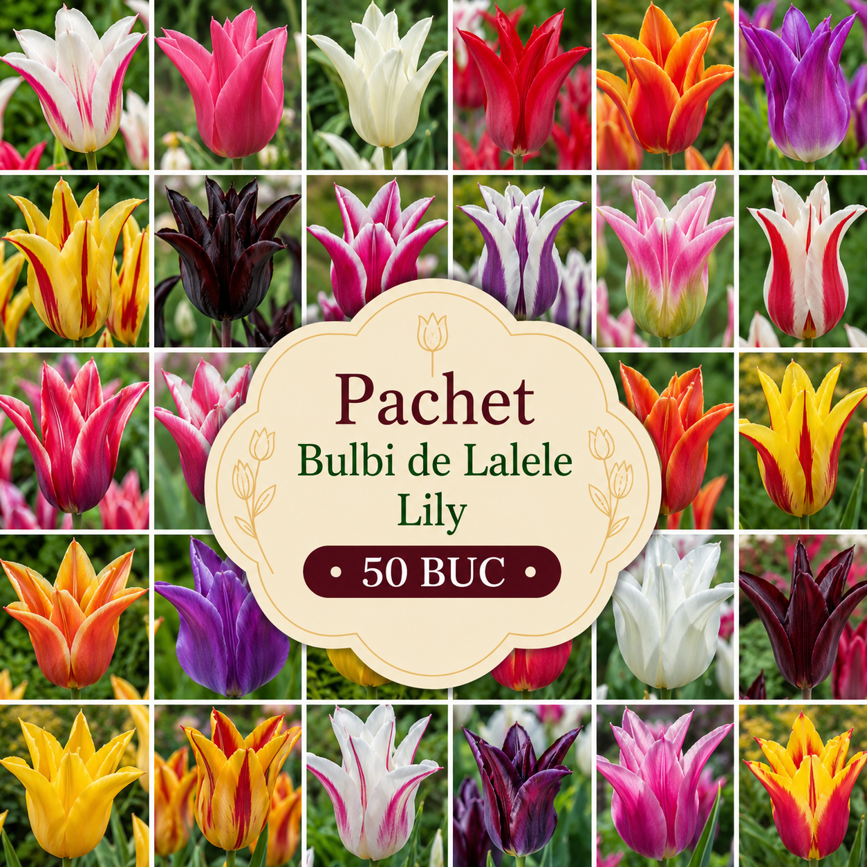 Pachet Bulbi de Lalele Lily 50 buc