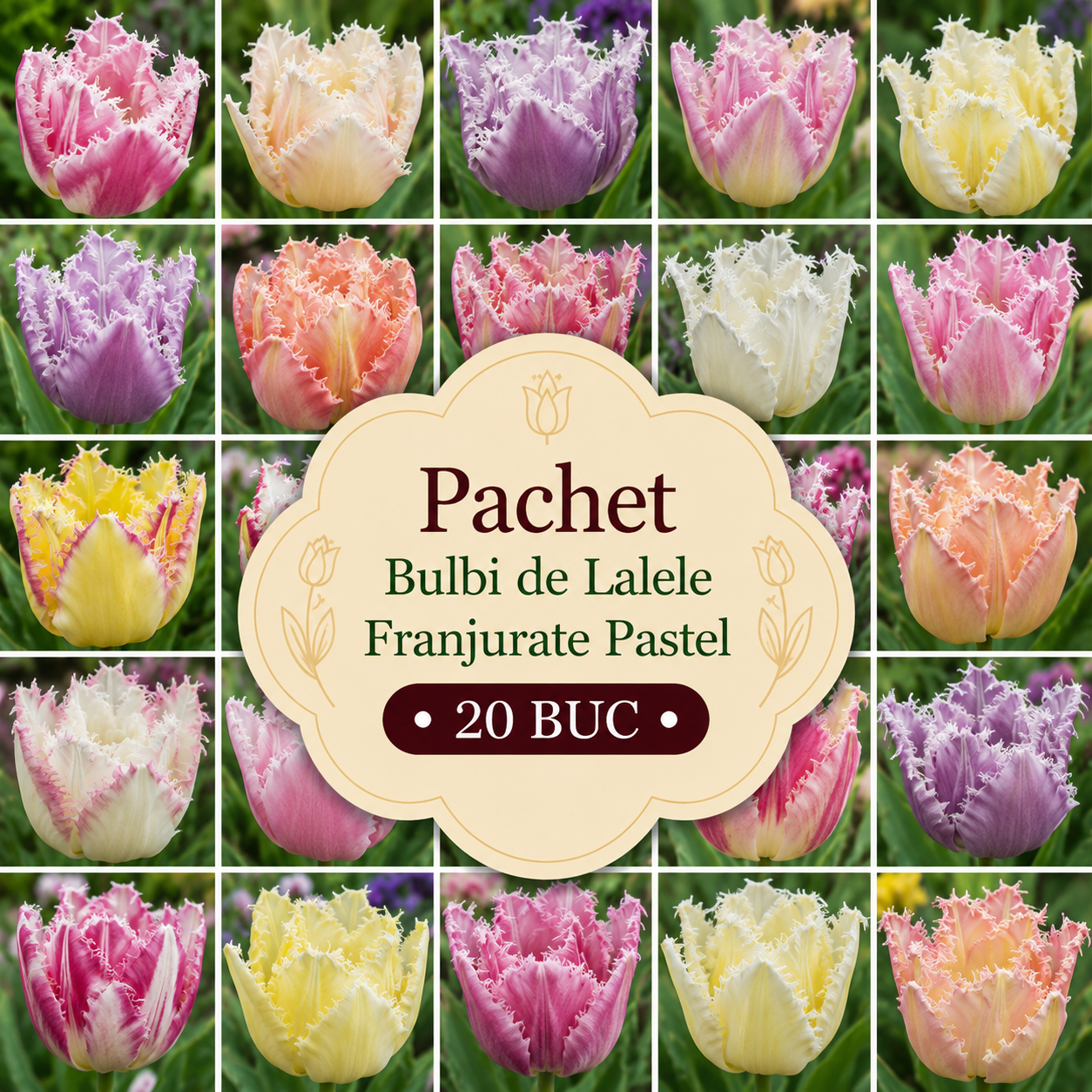 Pachet Bulbi de Lalele Franjurate Pastel 20 buc
