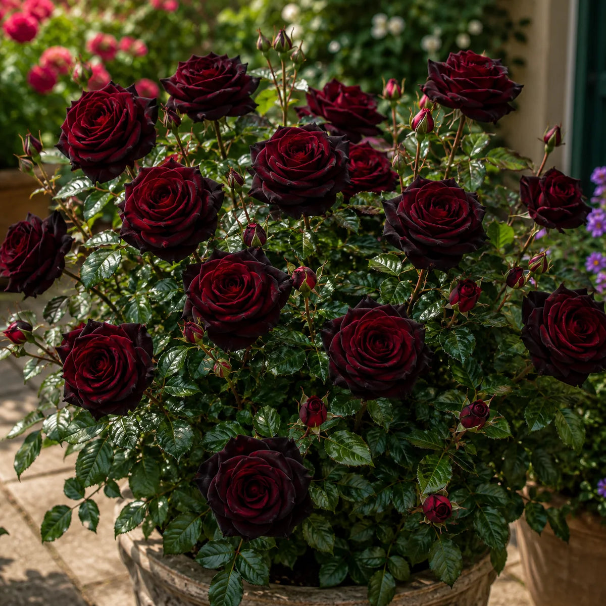 Trandafir „Black Baccara” la Ghiveci – trandafir | Regatul Plantelor