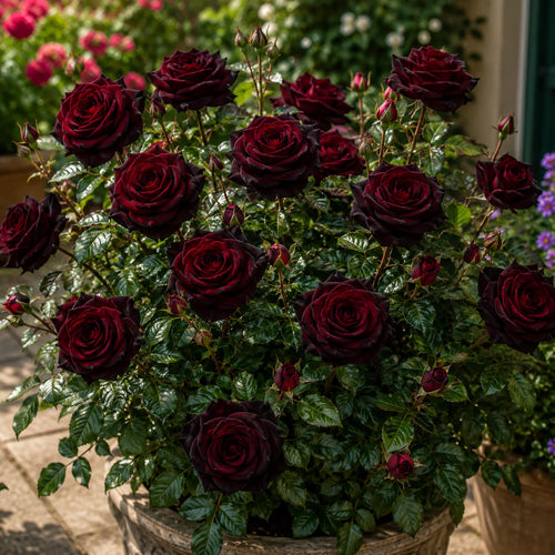 Trandafir „Black Baccara” la Ghiveci – trandafir