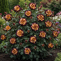 Trandafiri „Hallo Rose” la Ghiveci – trandafir | Regatul Plantelor