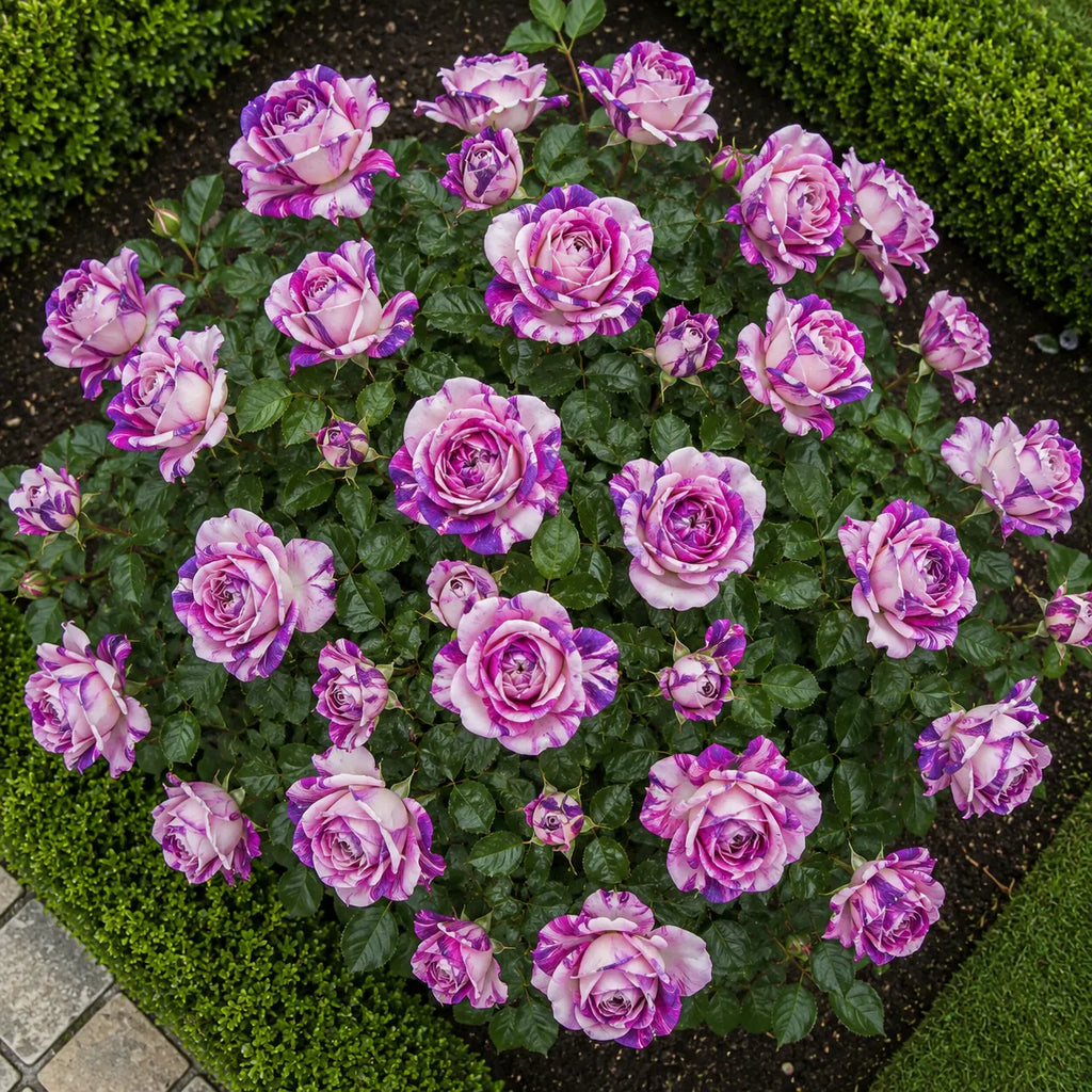 Trandafiri „Blossom” la Ghiveci – trandafir | Regatul Plantelor