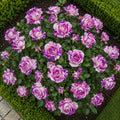 Trandafiri „Blossom” la Ghiveci – trandafir | Regatul Plantelor
