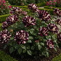 Trandafiri Tufă „Zebra Rose” la Ghiveci – trandafir | Regatul Plantelor