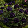 Trandafiri Tufă „Purple Light” la Ghiveci – trandafir | Regatul Plantelor
