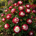 Trandafir „Red Nostalgia” la ghiveci – trandafir | Regatul Plantelor