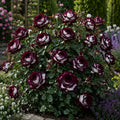 Trandafir „Frosted Red” la ghiveci – trandafir | Regatul Plantelor