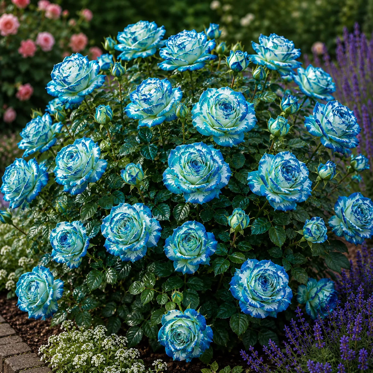 Trandafir „Aquamarine” la ghiveci – trandafir | Regatul Plantelor