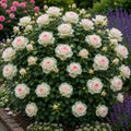 Trandafir „Angel Star” la ghiveci – trandafir | Regatul Plantelor