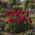 Trandafir „Rhodos” la Ghiveci – trandafir | Regatul Plantelor