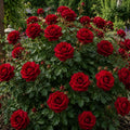 Trandafir „Red Intuition”la Ghiveci – trandafir | Regatul Plantelor