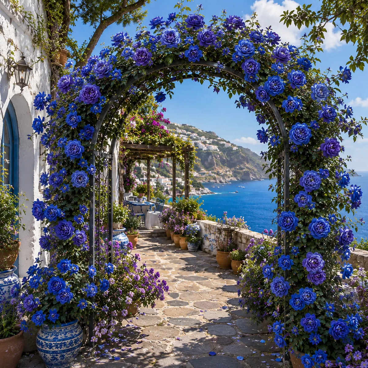 Trandafir Urcător „Royal Azure” la ghiveci – trandafir | Regatul Plantelor