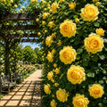 Trandafir Urcător „Happiness” la Ghiveci – trandafir | Regatul Plantelor