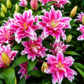 Bulbi de Crini „Hybrid Pink Lion” 2 buc – bulbi de flori | Regatul Plantelor