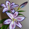 Bulbi de Crini "Hybrid Obsidian Pearl" 2 buc