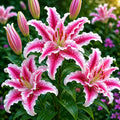 Bulbi de Crini „Rosestar” 2 buc – bulbi de flori | Regatul Plantelor