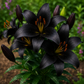 Bulbi de Crini ”Little Black” 2 buc