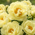 Rădăcină de Bujor "Lemon Chiffon"