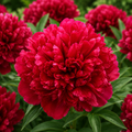 Rădăcina de Bujor "Red Charm"