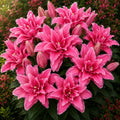 Bulbi de Crini „Elena” 2 buc – bulbi de flori | Regatul Plantelor