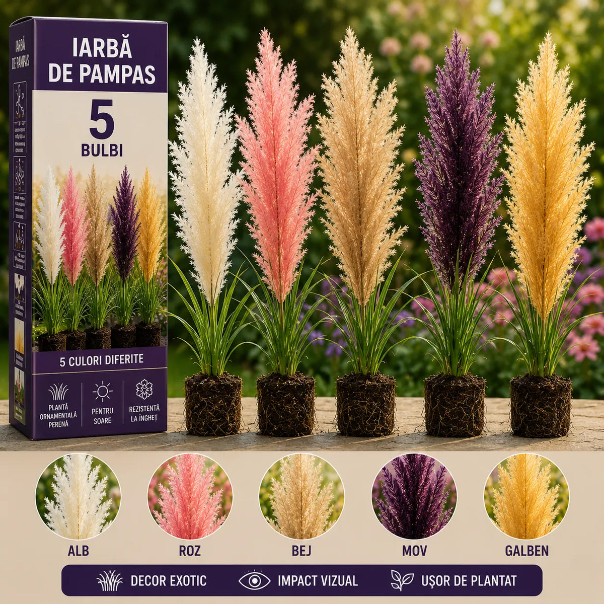 Pachet Prestige Pampas Mini Collection – 5 bucăți – plantă ornamentală | Regatul Plantelor
