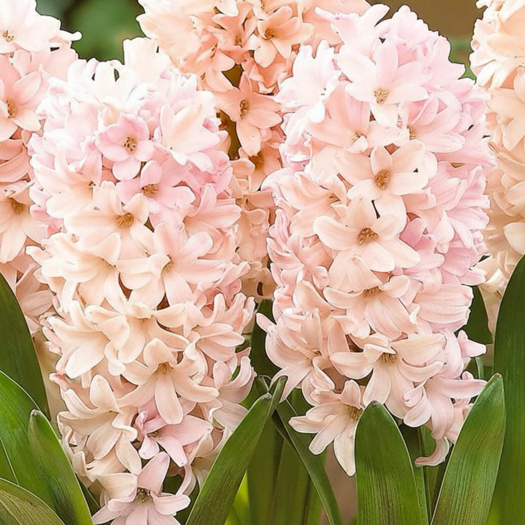 Bulbi zambile China Pink roz deschis