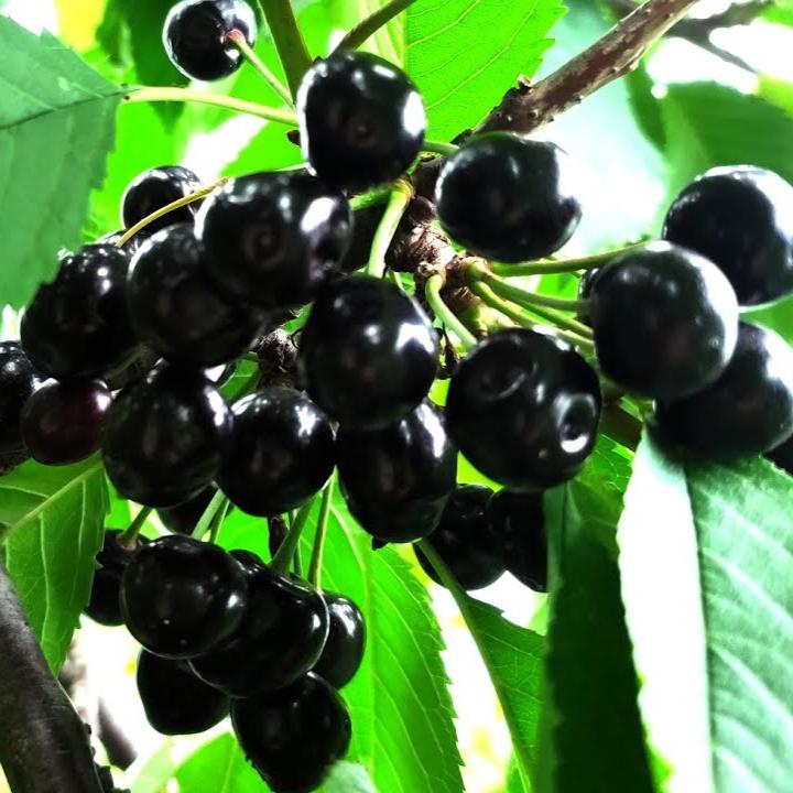 Pomi Fructiferi - Cires Amar - Anul 3 - Regatul Plantelor