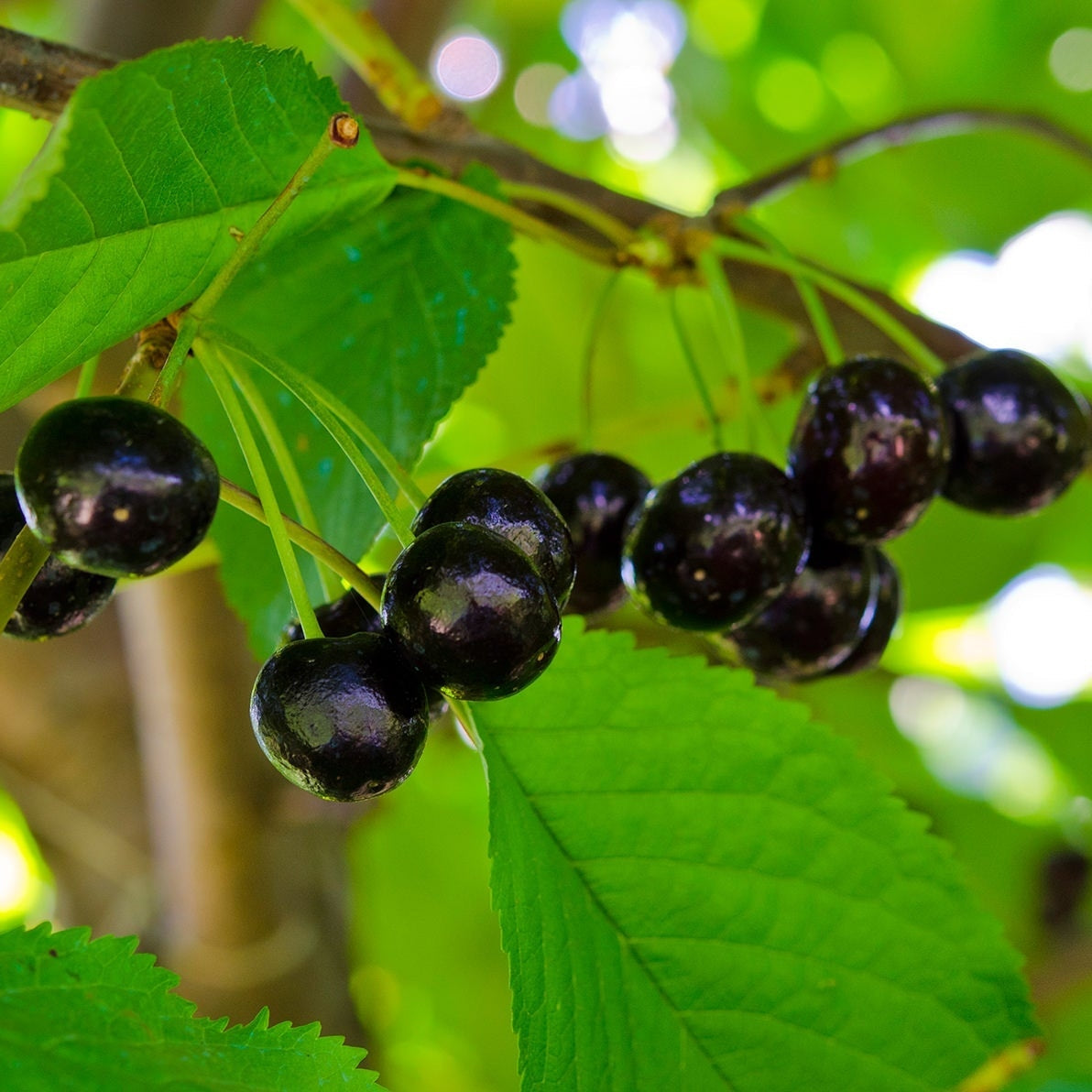 Pomi Fructiferi - Cires Amar - Anul 3 - Regatul Plantelor