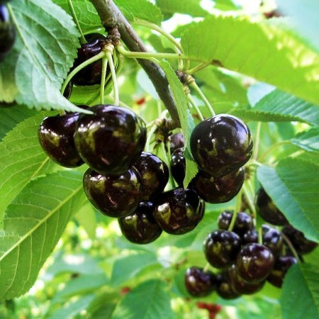 Pomi Fructiferi - Cires Amar - Anul 3 - Regatul Plantelor