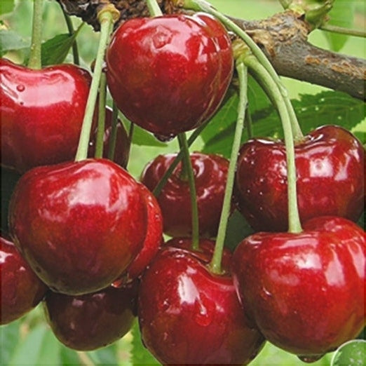 Pomi Fructiferi - Cires Bigarreau Burlat - Anul 3 - Regatul Plantelor