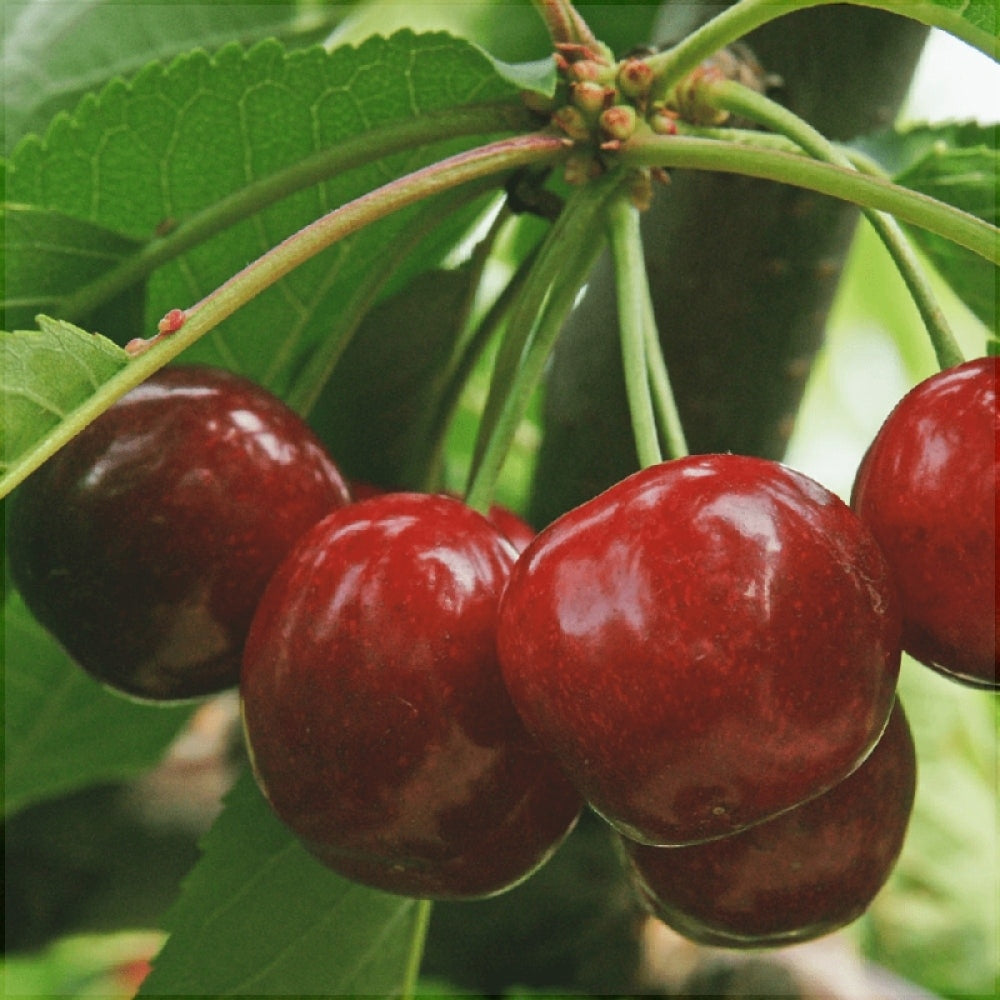 Pomi Fructiferi - Cires Bigarreau Burlat - Anul 3 - Regatul Plantelor