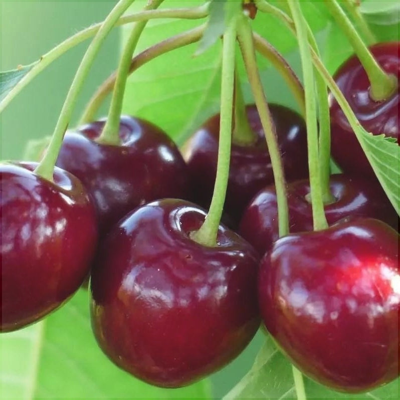 Pomi Fructiferi - Cires Bigarreau Burlat - Anul 3 - Regatul Plantelor