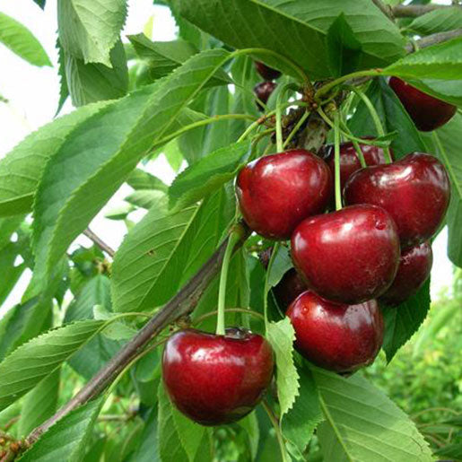 Pomi Fructiferi - Cires Carmen - Anul 3 - Regatul Plantelor