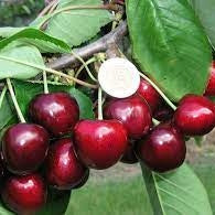 Pomi Fructiferi - Cires Carmen - Anul 3 - Regatul Plantelor