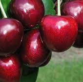 Pomi Fructiferi - Cires Carmen - Anul 3 - Regatul Plantelor