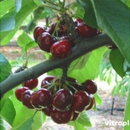 Pomi Fructiferi - Cires Early Lory - Anul 3 - Regatul Plantelor