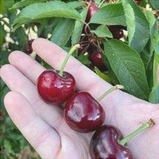 Pomi Fructiferi - Cires Early Lory - Anul 3 - Regatul Plantelor