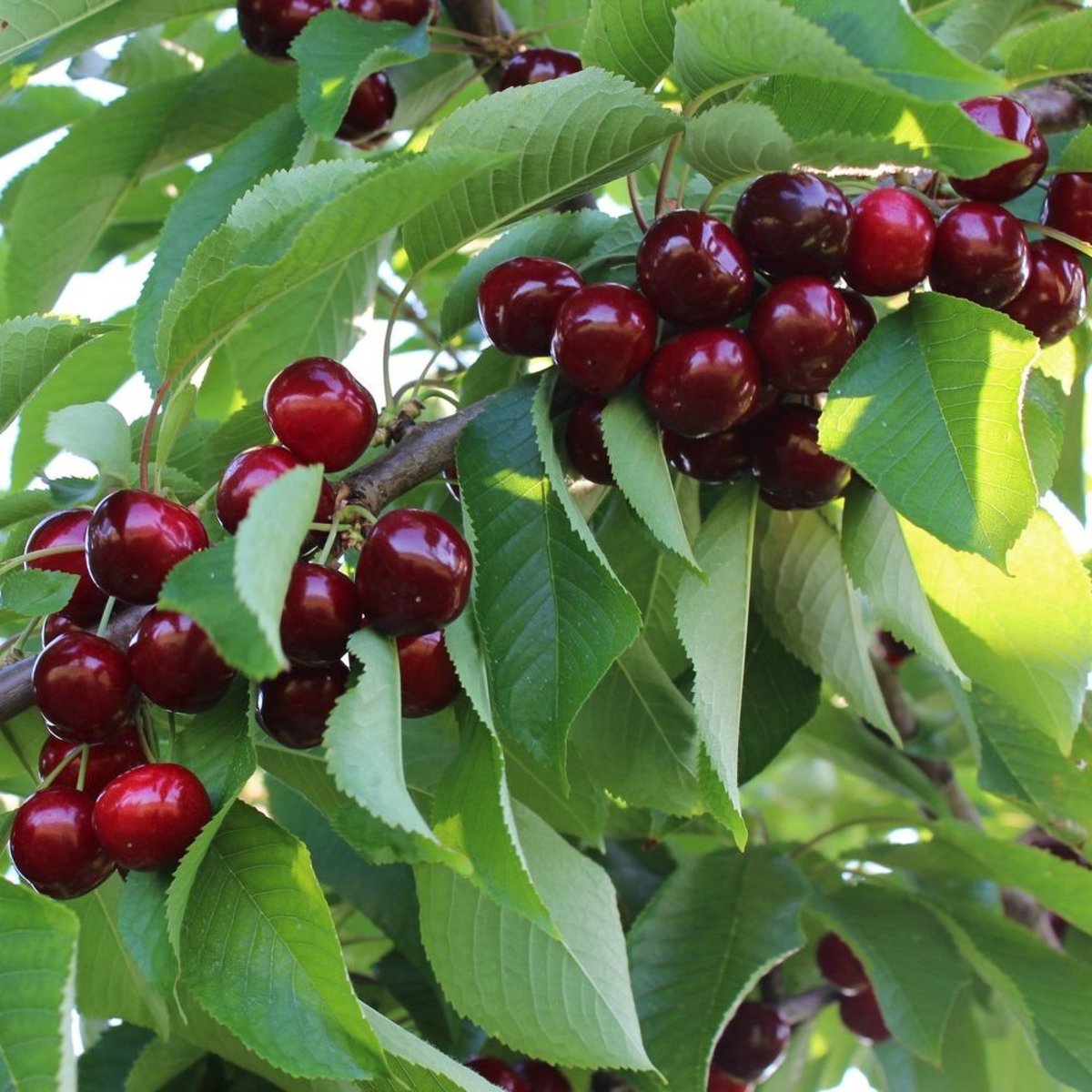Pomi Fructiferi - Cires Early Red - Anul 3 - Regatul Plantelor