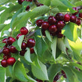 Cireș ”Early Red”