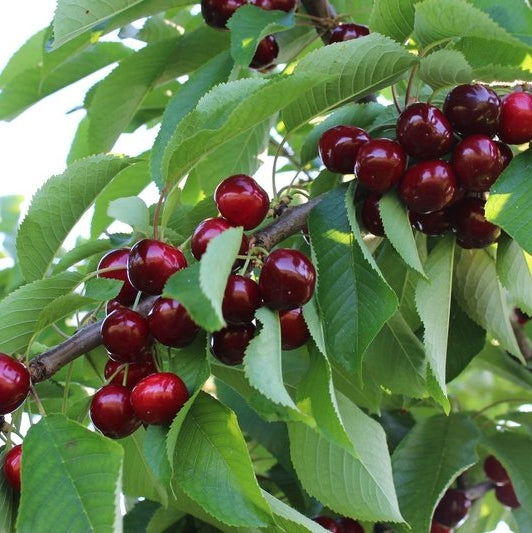 Pomi Fructiferi - Cires Early Red - Anul 3 - Regatul Plantelor
